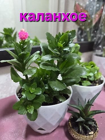 перец полугоркий: Каллигенусный кактус (Chamaecereus silvestrii, «арахисовый кактус» — 2