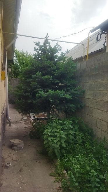 куплю голубой ель: Ель голубая (Picea pungens), выращенная на участке. Описание: - — 3
