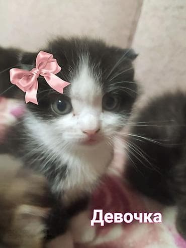 домашняя кошка: Скотиш Фолд (Шотландская вислоухая), 1 месяц, Девочка, Приучена к лотку — 2