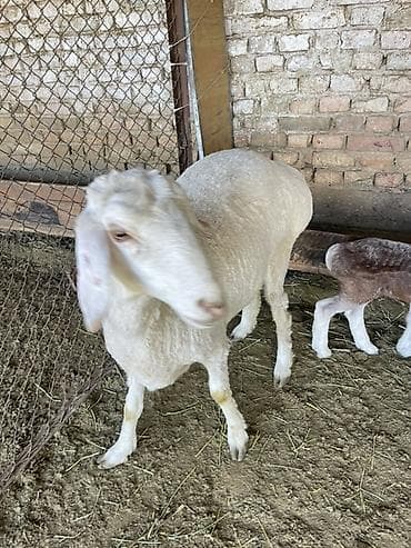 немецкая овчарка собака: Продаю | Овца (самка) | Для разведения | Матка — 1