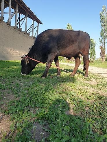 бирка для животных: Продаю | Бык (самец) | На откорм | Привязанные — 2