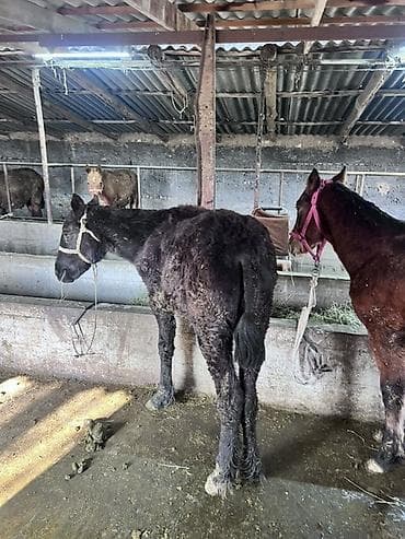 кок бору ат: Продаю | Жеребец | Рабочий | Мерин — 1