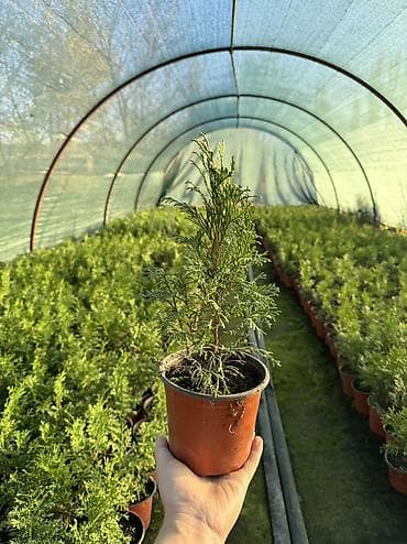 саженцы павловнии: Рассада деревьев: Туи — 2