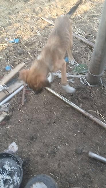 алабай сабака: Собака даром: Алабай, 4 месяца, Самец — 3