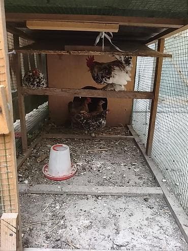 цыплята индюшат: Продам породистых японских декоративных кур! Состав: 4 курочки + 1 — 3