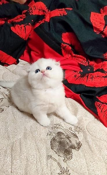 кошеи: Скотиш Фолд (Шотландская вислоухая), 2 месяца, Девочка, Белый — 7