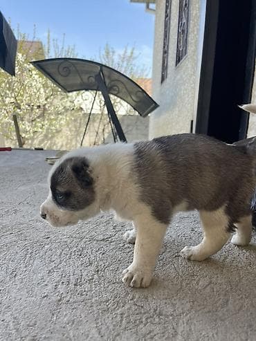 продажа щенков немецкой овчарки: Алабай, 1 месяц, Самка — 2