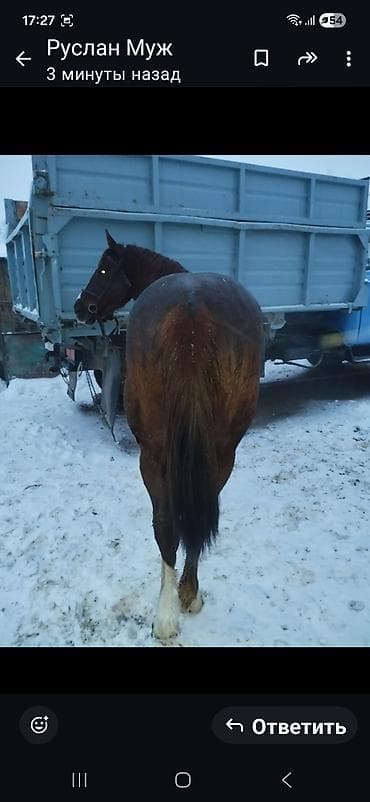 куплю конь: Продаю | Конь (самец) | Рабочий — 2