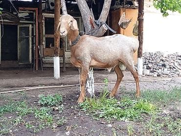 Продаю | Баран (самец) — 5