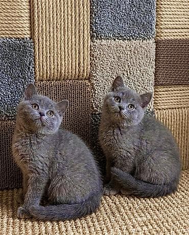 скотиш: Скотиш Страйт (Шотландская прямоухая), 2 месяца, Девочка, Голубой, Приучена к лотку, Проглистована, С документами — 2