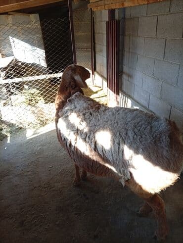 отдам животных в хорошие руки: Продаю чистокровную офцематку породы АРАШАН, возраст 2,5 года — 7