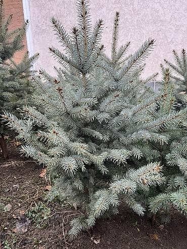 дереву: Саженцы деревьев: Ели — 2