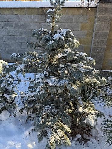 Көмүр: Көчөттөр дарактардын: Карагайлар, Өзү алып кетүү — 8