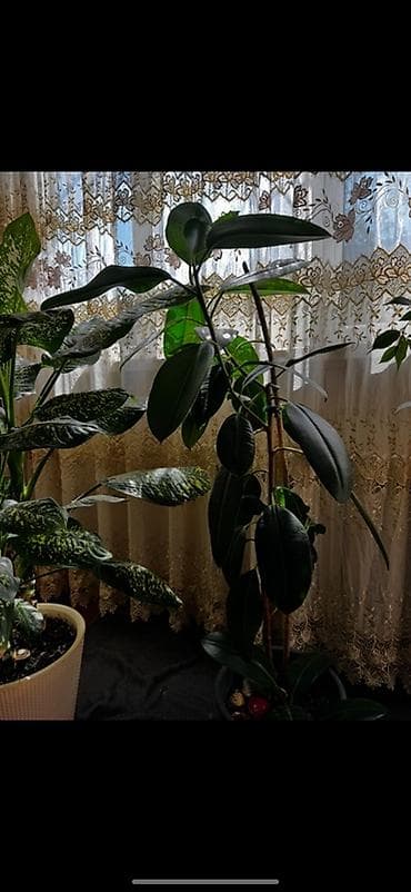 Фикусы: Фикус эластика (Ficus elastica, каучуконосный) в горшке. - Высокое — 3