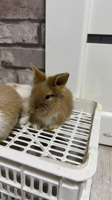 Шиншиллалар: Кролик с окрасом, сочетающим белый и светло-коричневый цвета. Обладает — 19