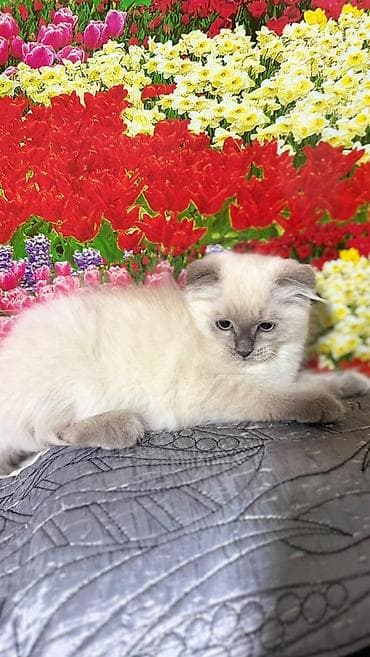 black cat: Скотиш Фолд (Шотландская вислоухая), 3 месяца, Мальчик, Проглистована, С прививками, Приучена к лотку — 8