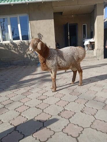 Продаю | Ягненок, Баран (самец) | Арашан | Племенные, Осеменитель at lalafo.kg Продаю | Ягненок, Баран (самец) | Арашан | Племенные, Осеменитель