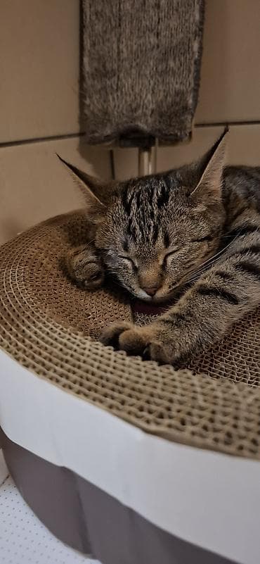 все для кошки: 8 месяцев, Мальчик, Приучена к лотку, Проглистована — 6