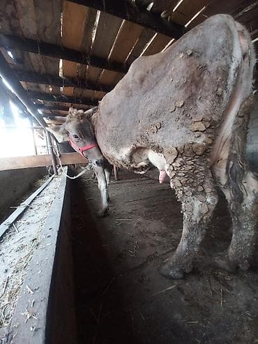 телятя: Продаю | Корова (самка), Тёлка, Музоо, торпок | На откорм, Для разведения, Для молока | Привязанные — 7