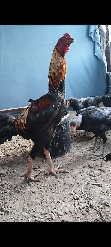 чоп беде тюк: Продаю | Петух | Бойцовая | Для разведения — 2