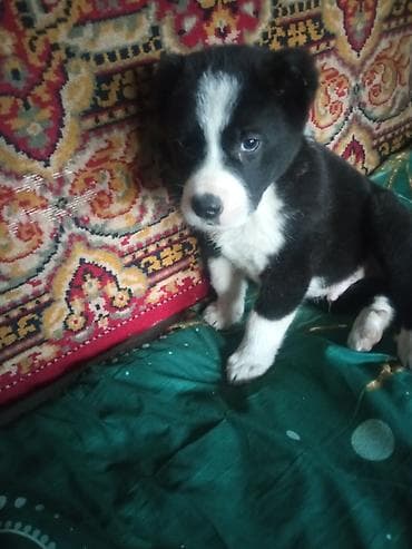 Грызуны: Собака даром: Алабай, 2 месяца, Самец, С прививкой — 3