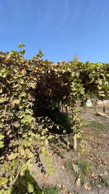 афто дом: Дом, 90 м², 5 комнат, Собственник, Косметический ремонт — 6