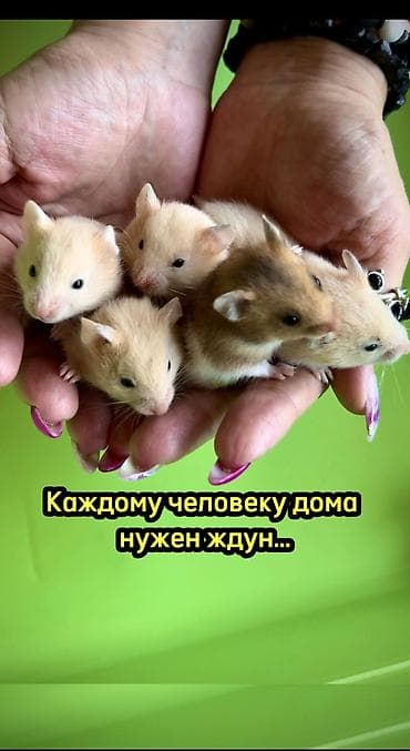 Хомяки: Продаются хомячки ручные. В нашем питомнике вы можете приобрести — 7