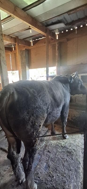 грызуны домашние: Продаю | Бык (самец) | На откорм | Привязанные — 2