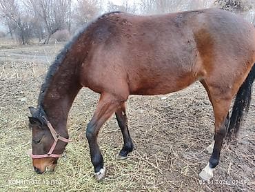 собаки в оше: Продаю | Кобыла (самка) — 4