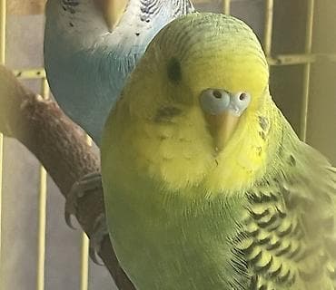 морков: Продаётся ПТЕНЕЦ ДОМАШНЕГО ВЫВОДКА ( САМОЧКА) волнистый попугайчик — 6
