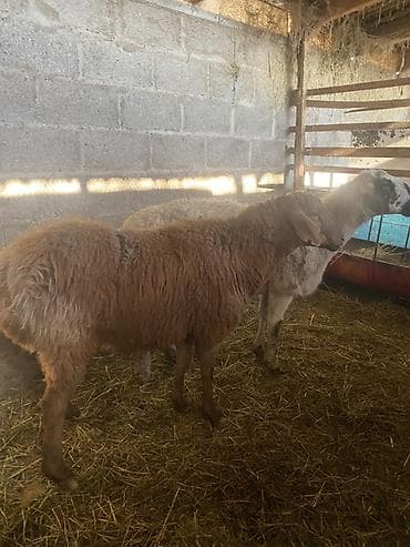 пародистые коровы: Продаю | Овца (самка) | На забой — 1