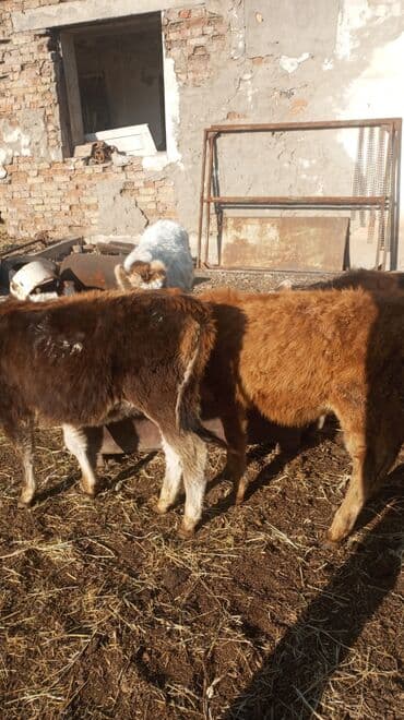 дойних коров: Продаю | Музоо, торпок | На откорм — 1