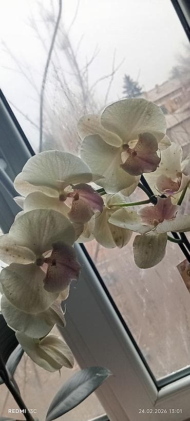 орхидея фаленопсис: Орхидея фаленопсис в горшке - Окраска цветов: кремово-белые лепестки — 1