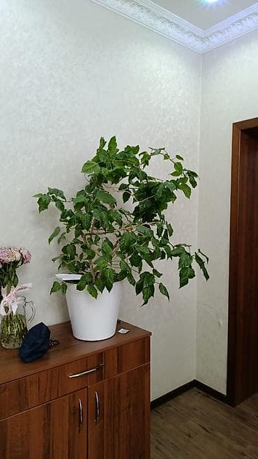 гибискусы: Комнатное растение — гибискус (китайская роза) крупного размера в — 2