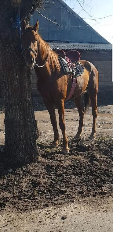 хаски сколько стоит: Продаю | Жеребец | Полукровка | Конный спорт | Племенные — 4