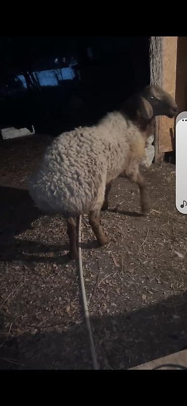 бирки для овец: Продаю | Овца (самка) | Для разведения | Племенные — 7