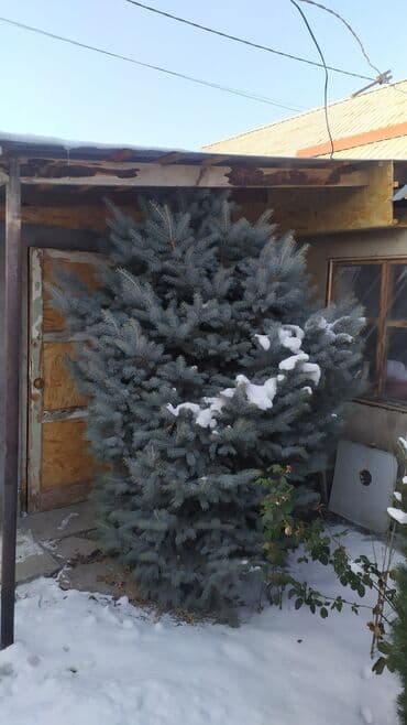 облепиха саженцы: Саженцы деревьев: Ели — 1