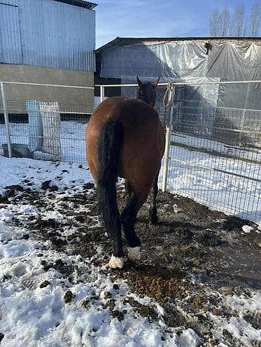 котята сфинксы: Продаю | Кобыла (самка) | Рабочий — 3