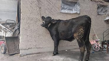 Продаю | Тёлка | Алатауская | Для разведения | Осеменитель