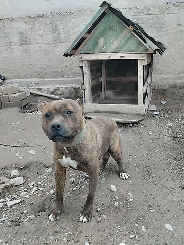 Ит бекер берем: Питбуль, 1 жаш, Эркек — 2