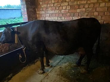 сингапурская кошка купить: Продаю | Корова (самка) | Для молока | Привязанные — 6