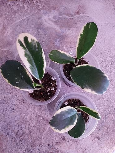 хойи: В продаже ❇️ Hoya sp. Easo Daklak from Vietnam — 1