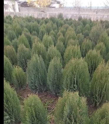 ат базар талас: 1 Мажывенник 550 700 сомго чейин 2 ясин 150 сом 3 клён 60 сом 4 дуб — 1