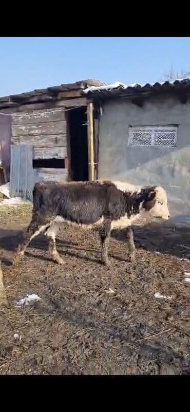 Айыл-чарба жаныбарлары: Сатам | Бука (эркек) | Аргын | Бордоп семиртүү үчүн — 9