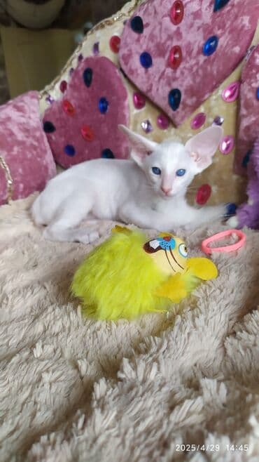 новорожденные котята: Ориентальная, 2 месяца, Мальчик, Рыжий, Приучена к лотку, Проглистована, С документами — 23