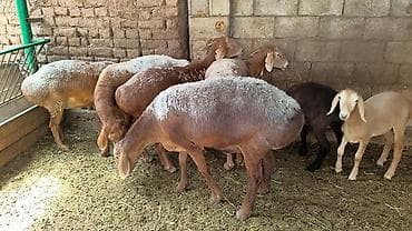 шведская корова: Продаю | Овца (самка) | Для разведения | Племенные — 1