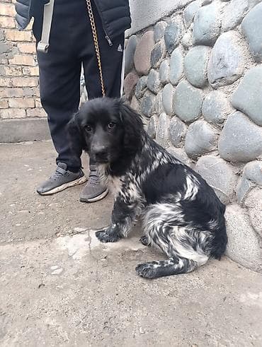 американский спаниель: Спаниель, 4 месяца, Самец, С прививкой — 4