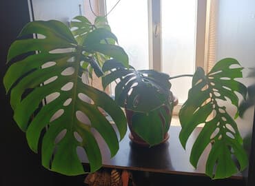 Монстера в горшке. - Крупное комнатное растение с декоративными