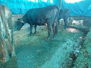 пародистые каровы: Продаю | Корова (самка) | Для молока | Привязанные — 4