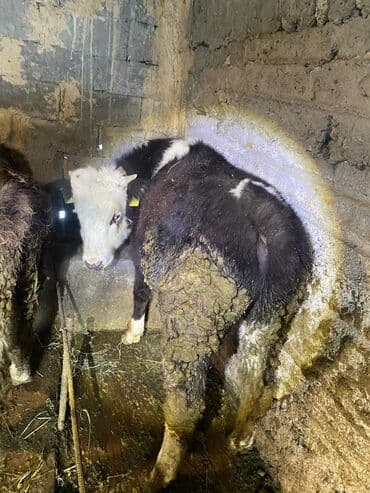 Уйлар, букалар: Сатам | Бука (эркек) | Бордоп семиртүү үчүн | Байланган — 1